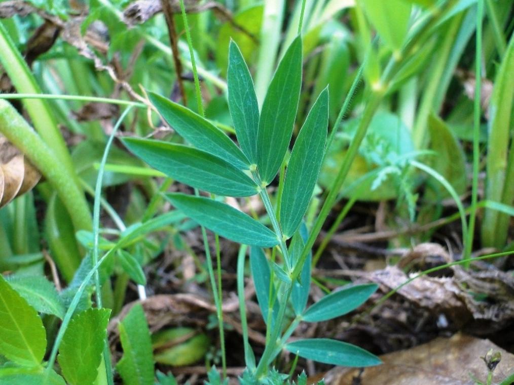 Lathyrus linifolius / Cicerchia a foglie di lino